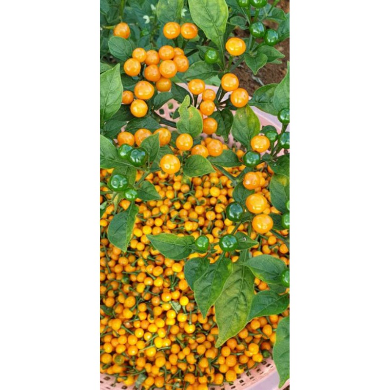 cây ớt peru giống Charapita