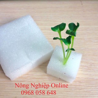 Mút xốp thủy canh 96 viên