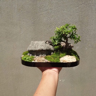 Chậu mềm Mai chiếu thủy bonsai mini Tặng phân tan chậm.