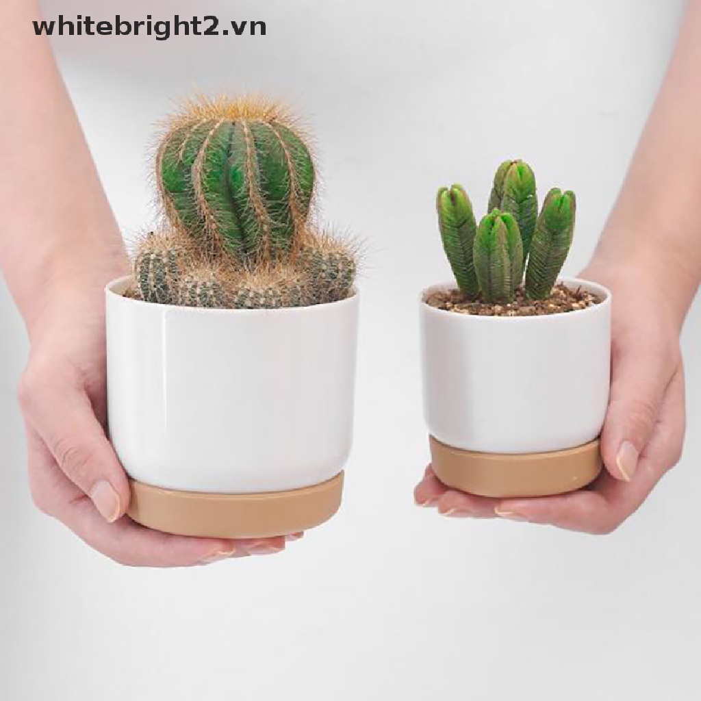 Bộ 1 Bông Sen Đá Nhỏ 2 Lớp