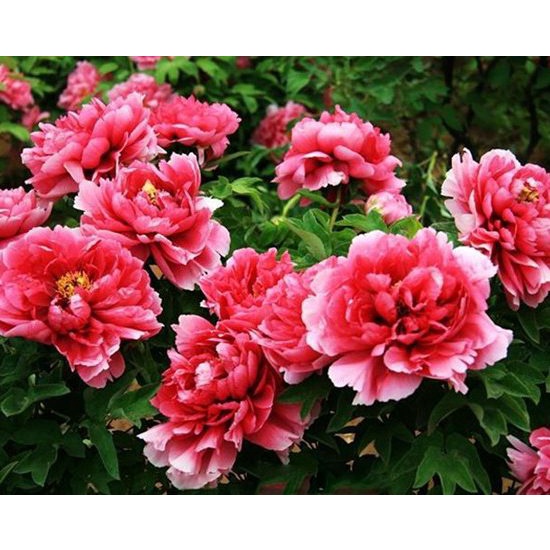 10H - #Hạt_Giống_Hoa_Mẫu_Đơn_Mix ( tặng kèm kích mầm và phân bón )