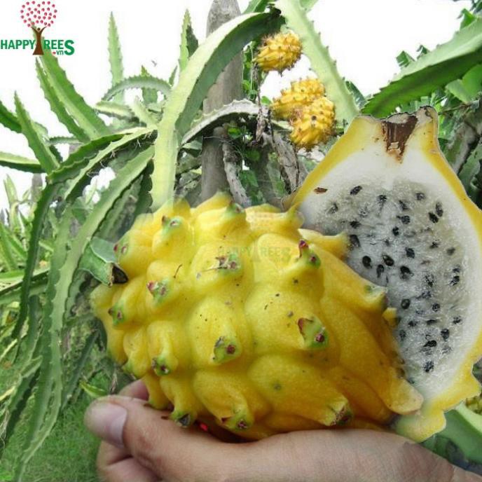 Sản phẩm Cây Thanh Long Tổ Yến Ecuador Vỏ Vàng Cực Ngọt  - Hàng chuẩn F1 + Tặng  phân hữu cơ cao cấp