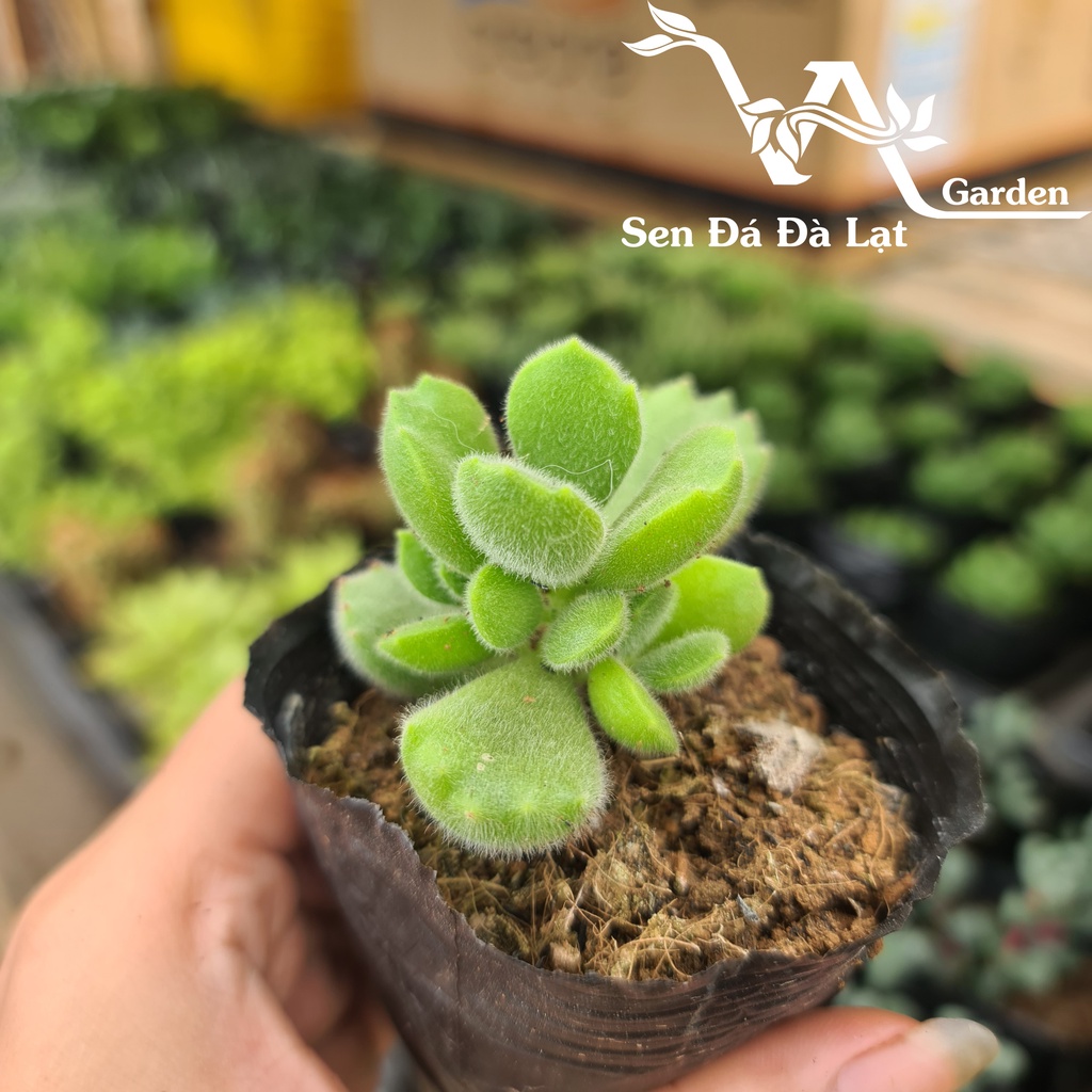 Sen Đá TAY GẤU size bầu 5-8cm VA Garden - lỗi 1 đổi 1