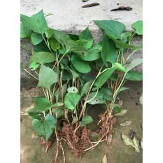 Combo 10 cây diếp cá nhà trồng bạt ngàn hihi