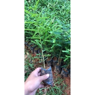 Combo 10 cây bồ kết 100k