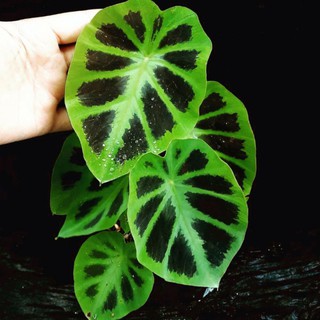 Cua Keladi / Cua Caladium / Colacasia