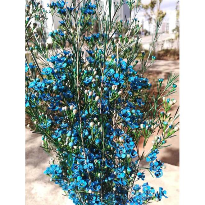 20 hạt giống hoa lan thanh xà trồng bốn mùa