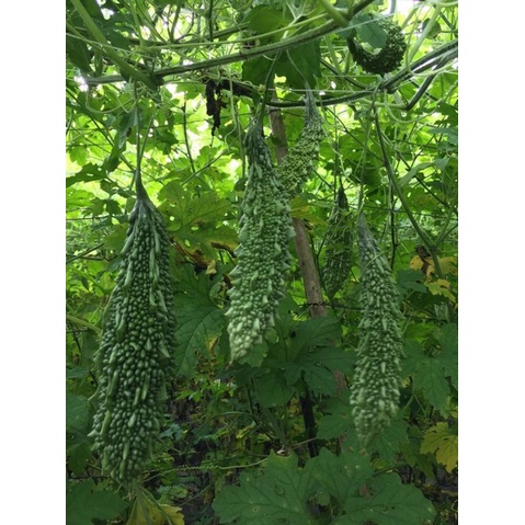 Hạt giống khổ qua gai xanh F1 HN