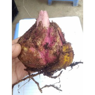 Củ hoa ly kép màu hồng