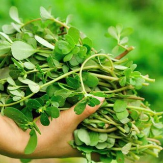 1gr - HẠT GIỐNG RAU SAM
