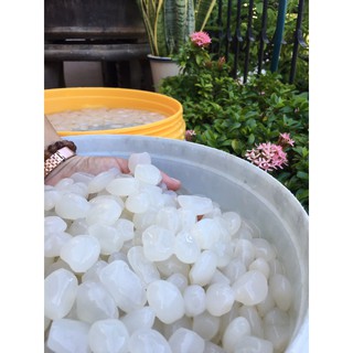 combo 5kg hạt đác tươi phú yên