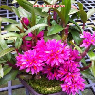 Lan Hibiki trưởng thành đang nụ hoa