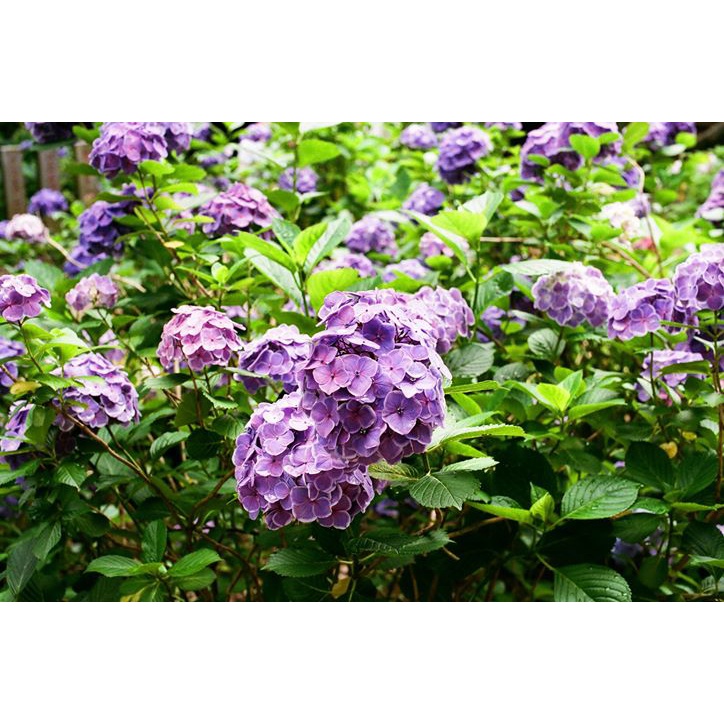 Phim Chụp Ảnh Superia Premium 400 Fuji 27 kiểu DATE 09.2024