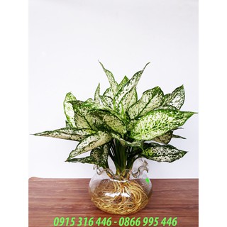 CÂY NGỌC NGÂN THỦY SINH ĐỂ BÀN