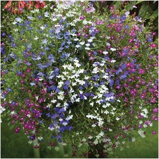 Hạt giống hoa Cuc Lobelia Mix