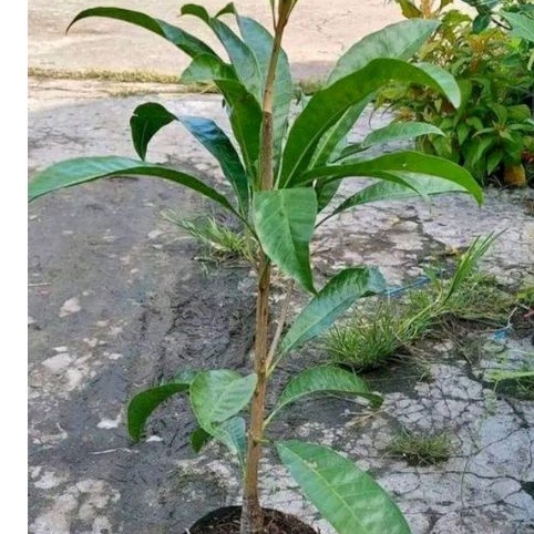 Cây giống lekima thái