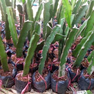 Combo 2 cây thanh long ruột đỏ