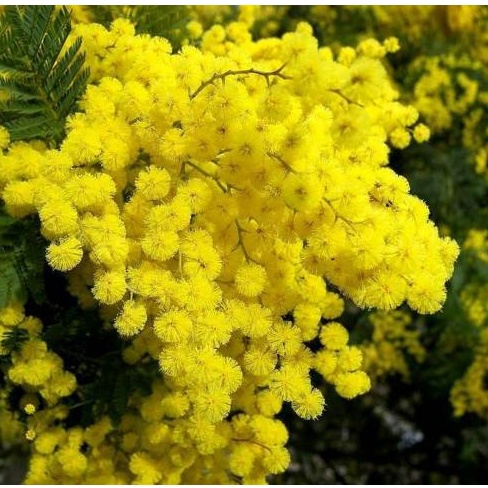 50 Hạt Giống Hoa Mimosa màu vàng tỉ lệ nảy mầm cao thích hợp khí hậu Việt Nam