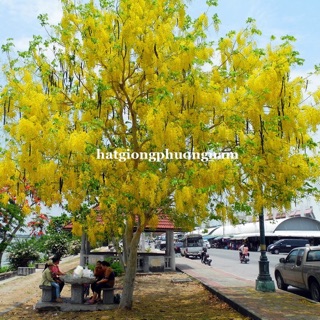 hạt giống hoa osaka.  nv1511