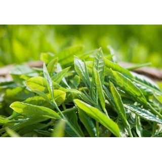 [Giá sốc]25g kem trắng da Green tea