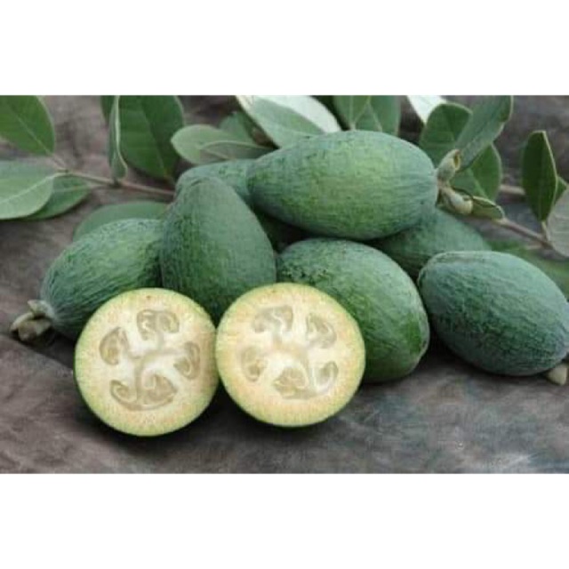 Cây ổi dứa