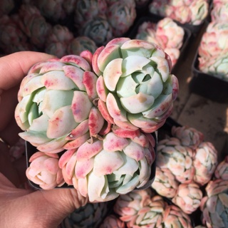 Sen đá hải ly hồng