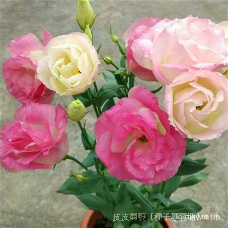 Hạt giống hoa cát tường chuông cắt cánh kép hạt giống cây lâu năm 50h