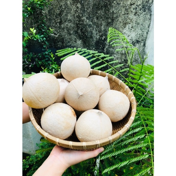 Dừa xiêm trọc