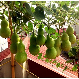 Hạt giống Bầu hồ lô - Rau củ quả trồng tại vườn, sân thượng, nông trang, ban công