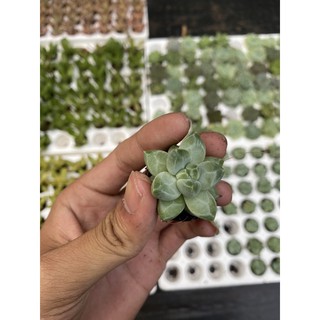 sen đá kim cương trắng (size vỉ )
