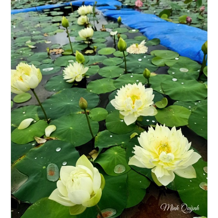 Củ sen mini Ngọc lục bảo
