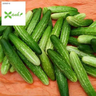 Hạt giống Dưa Chuột Nếp Ta 10 Hạt