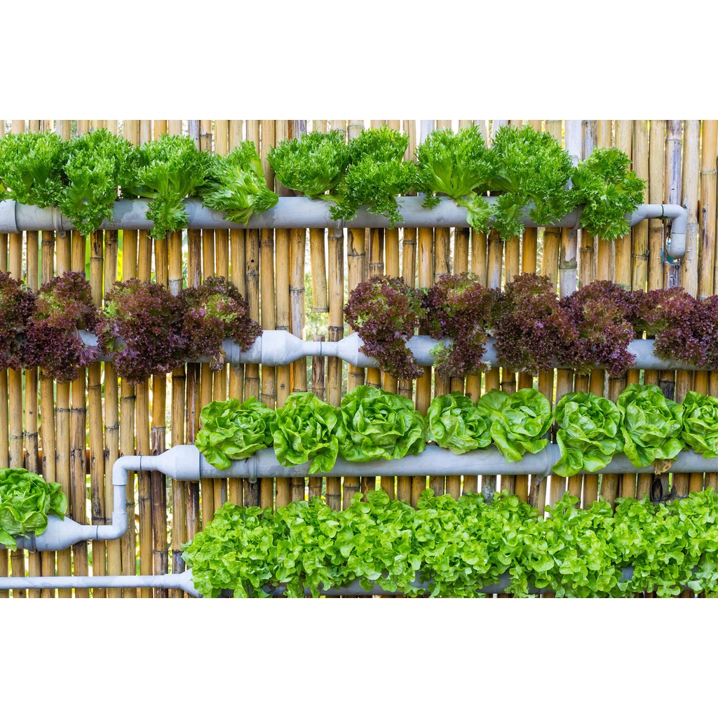 Hạt giống rau ăn lá GREEN GROW ORGANIC hạt giống F1 hữu cơ tuyển chọn dễ trồng