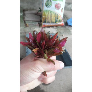 cây thủy sinh huyết tâm lan gân trắng