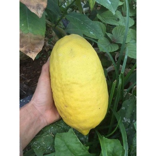 Cây Chanh Khổng Lồ Giống