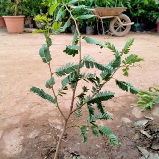 CÂY GIỐNG ME THÁI NGỌT(tặng kèm phân bón)