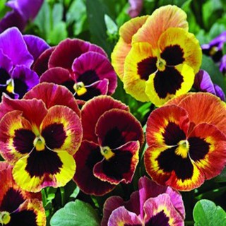 HẠT GIỐNG HOA PANSY MIX