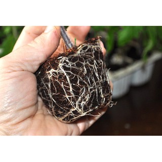Hạt giống Cà chua bi cao cây đỏ