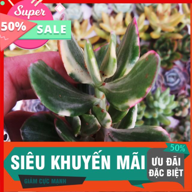Sen đá thạch bích cẩm thạch vĩ