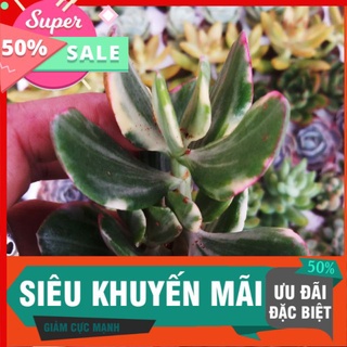 Sen đá thạch bích cẩm thạch vĩ