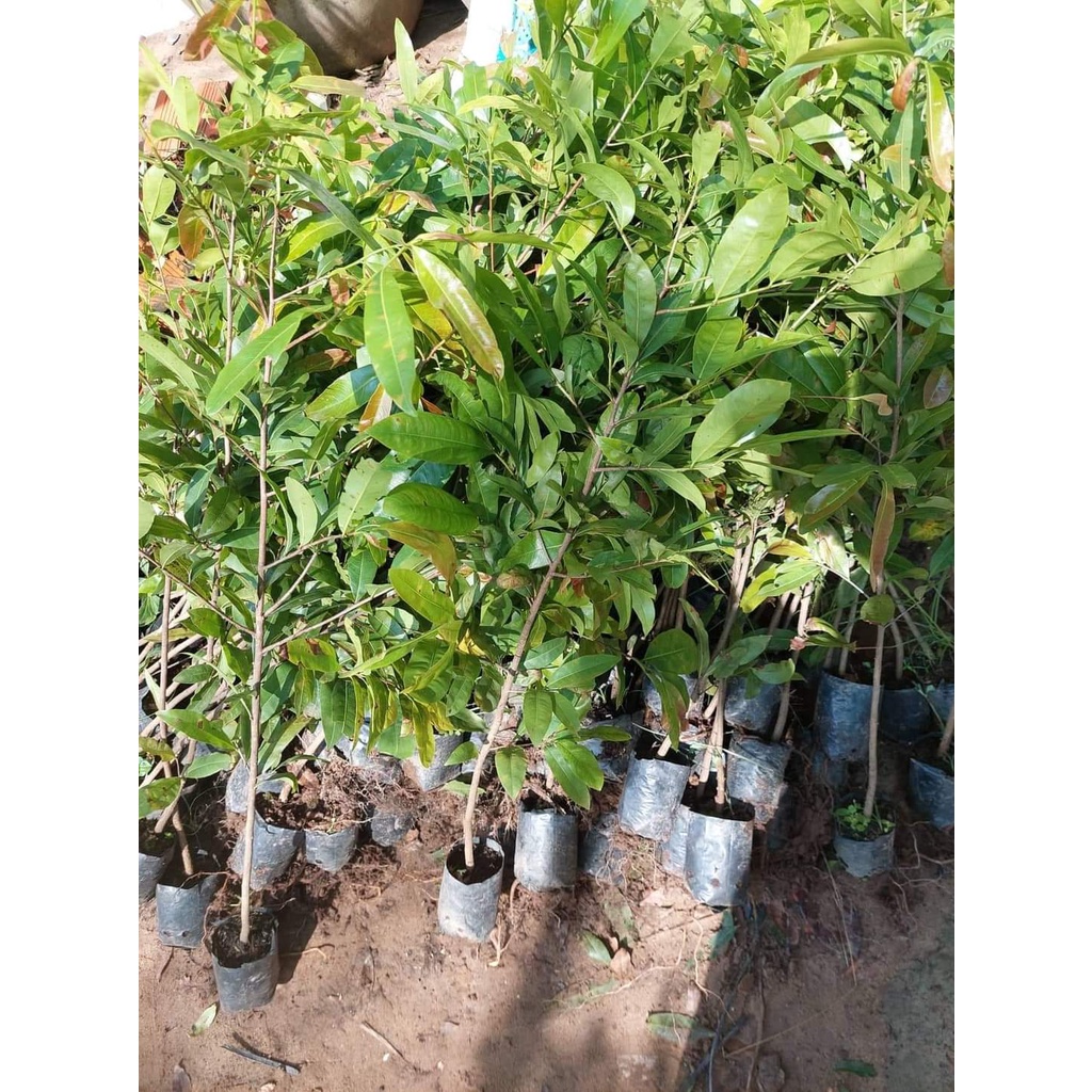 Cây giống Mai Cúc 2 Tầng