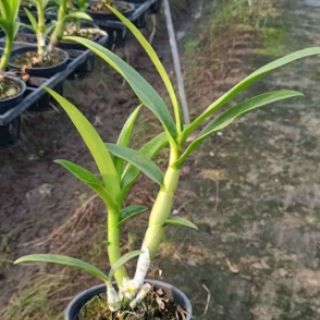 Lan denro nắng vàng lưỡi đỏ hoa thơm