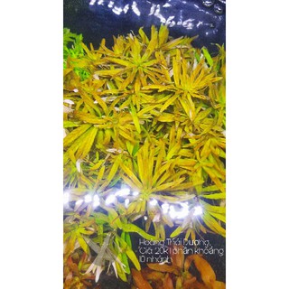 CÂY HOÀNG THÁI DƯƠNG THỦY SINH - 1 PHẦN KHOẢNG 10 NHÁNH