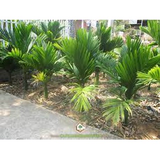 Cây giống cau lùn siêu quả