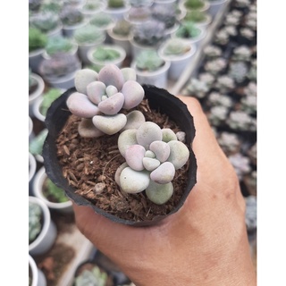 Sen đá sỏi hồng🌵size6cm🌵 💎 |freeship| 🔥 xuất xứ đà lạt, đã thuần khí hậu, siêu khoẻ đẹp 🔥lỗi 1 đổi 1