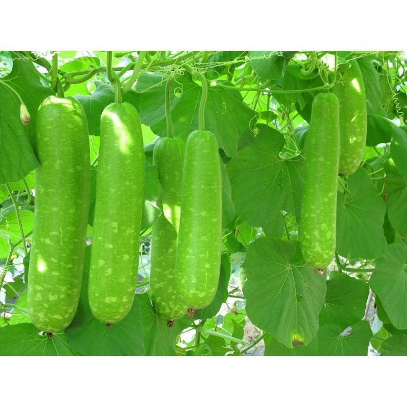 Hạt Giống Bầu Sao Lai F1 RaDo 26  Hạt Giống Rạng Đông