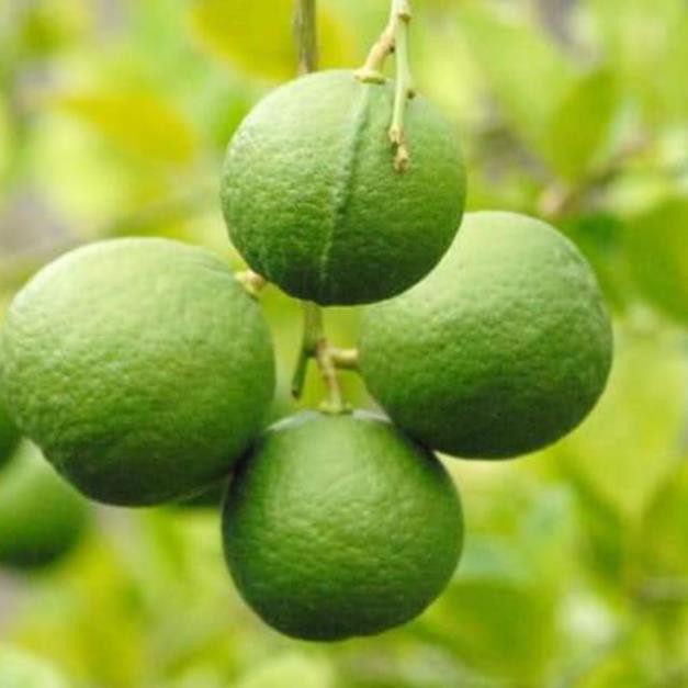 [Xả - Cắt Lỗ ] Cây Chanh Ta Giống