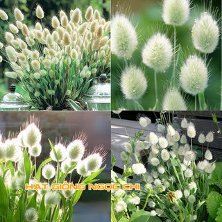 Hạt Giống Hoa Cỏ Đuôi Thỏ - 100 Hạt