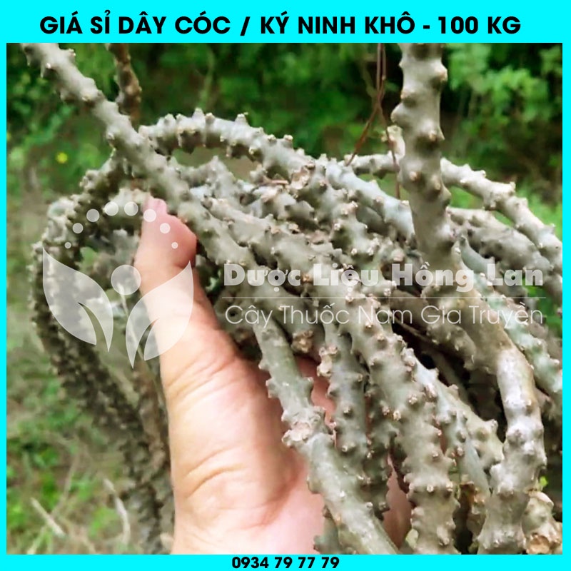 Cung cấp sỉ Dây Thần Thông (Ký Ninh, Dây Cóc) khô giá bán 100kg - Công ty dược liệu Hồng Lan