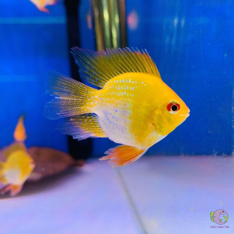 🎁 cám Phượng Hoàng Vàng Golden Balloon Ram [🐠 tặng thức ăn]xem chi tiết 👇